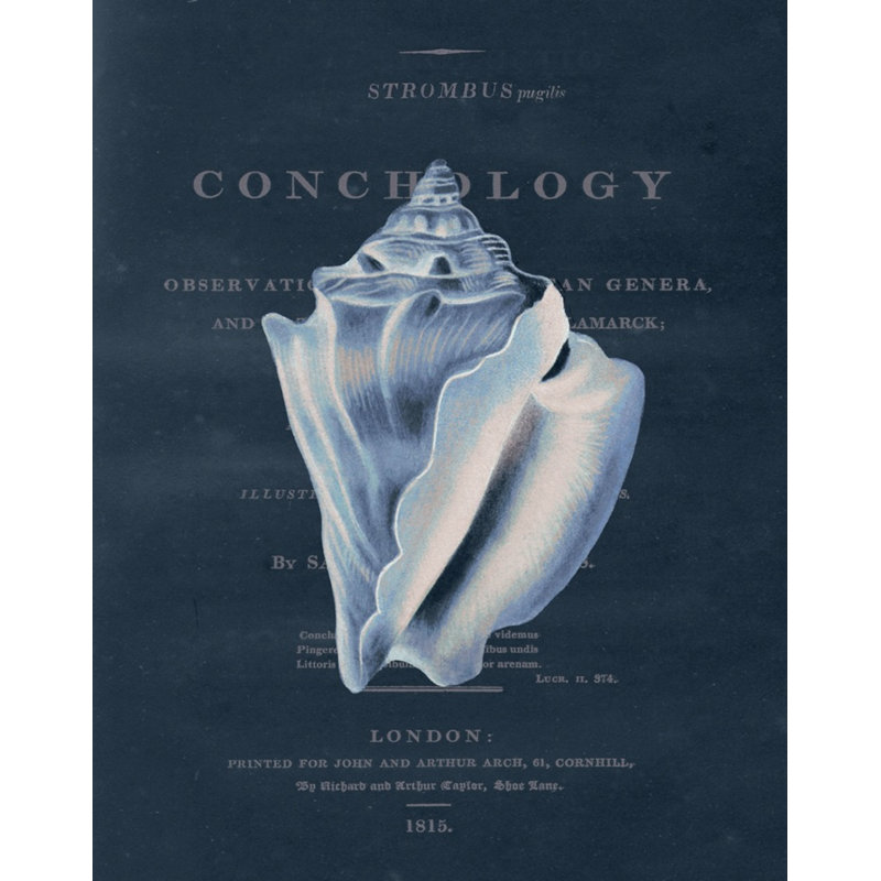 Porter Design " Conchology Strombus Pugilusby " by Porter Design