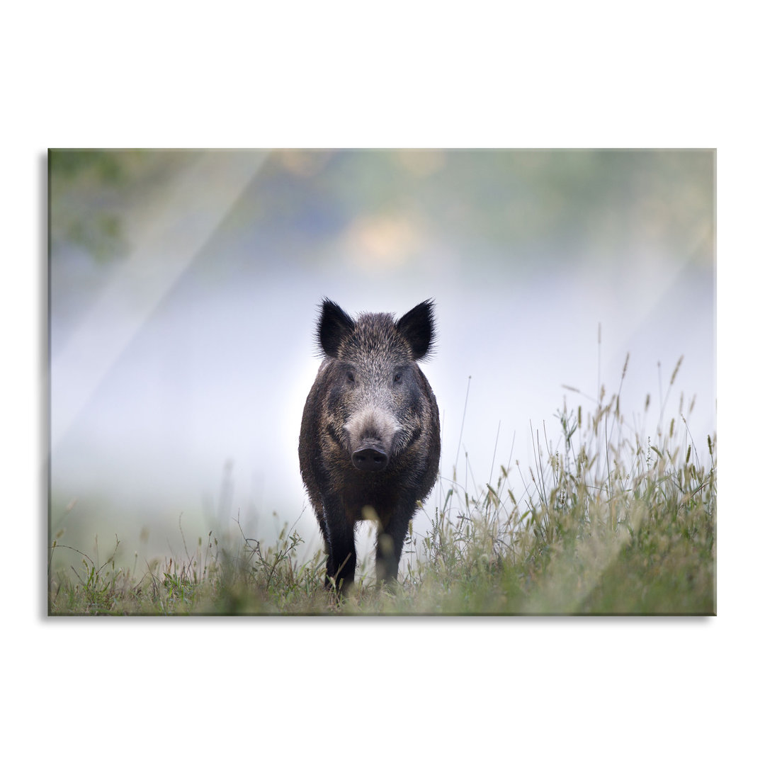 Ungerahmtes Foto auf Glas "Wildschwein in einer Wiese im Nebel"