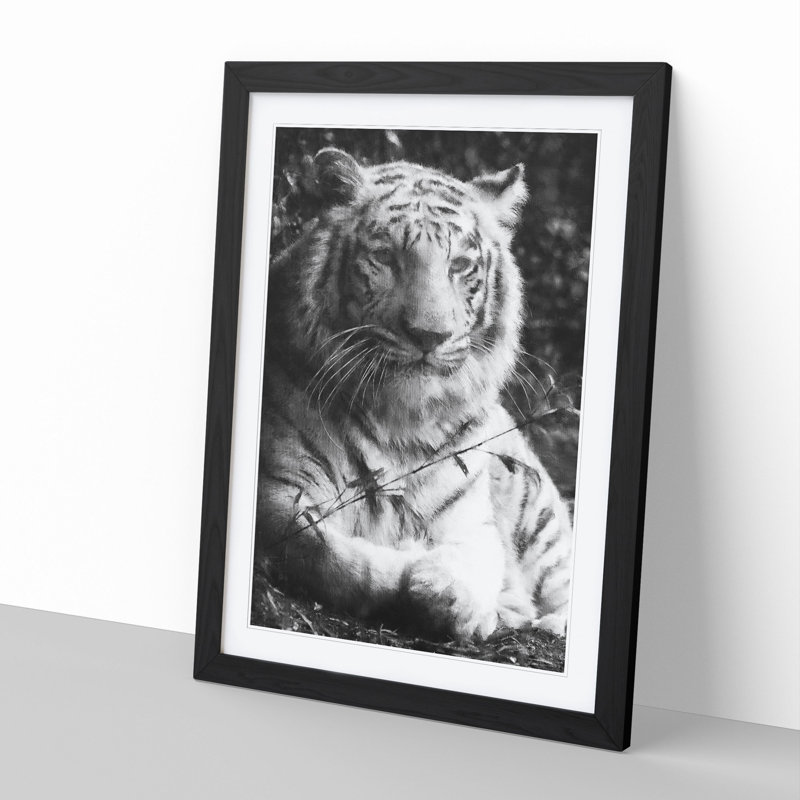 Tiger Vol.3 - Picture Frame Graphic Art, Black, 36cm H x 27cm W x 2cm D