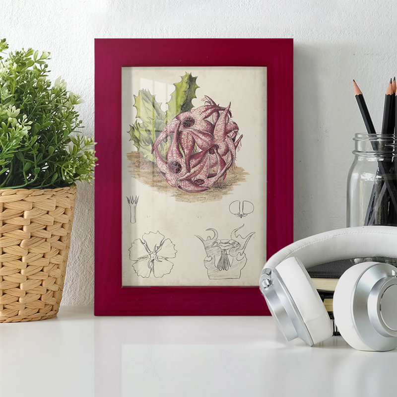 Cactus antique III, impression sur papier, Rouge, H 6 po x l 4 po x P 1 po
