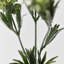 Alyssum artificiel blanc en soie Audet (paquet de 1 branche)-2048083511