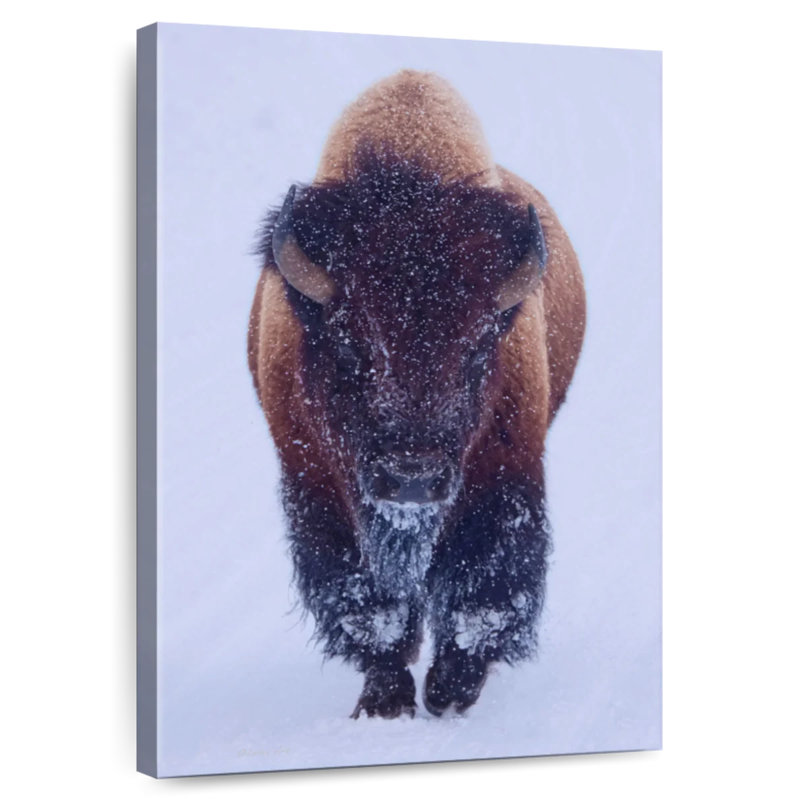 Brampt Bison In Snow, 24" H x 16" W
