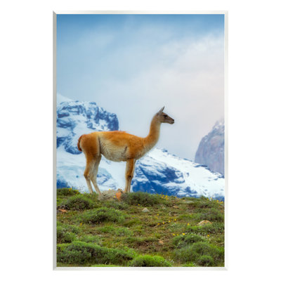 " Wild Llama Photography " by Dennis Frates