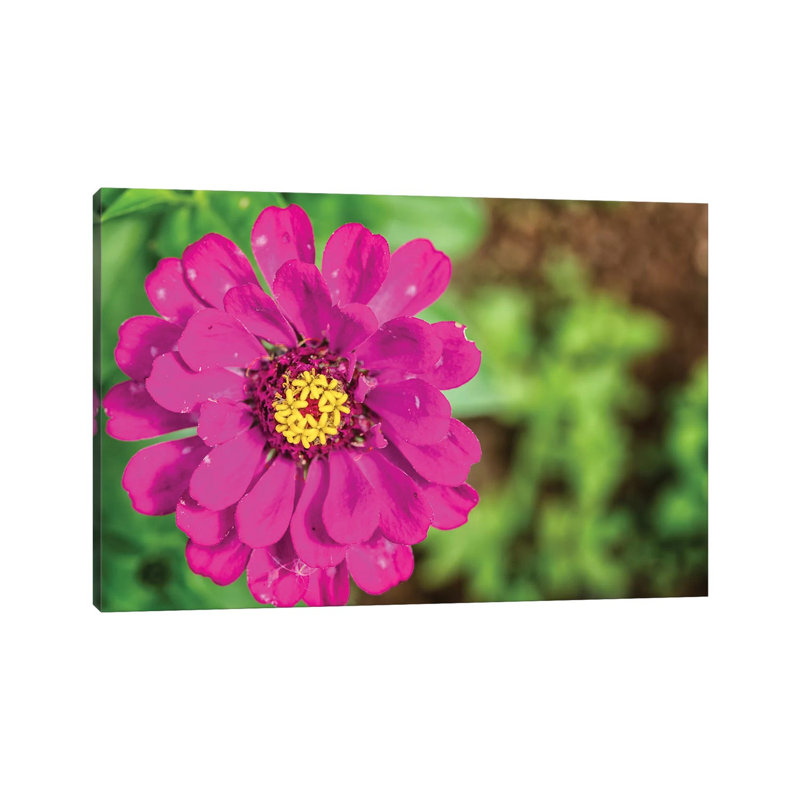 Pink Dahlia Flower by Glauco Meneghelli - Wrapped Canvas Print, 66.04 cm H x 45.72 cm W