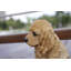 Statue Cocker Spaniel-44475141