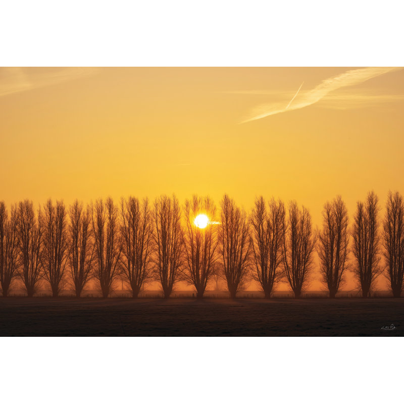 Arbre au lever du soleil, H 32 po x l 48 po