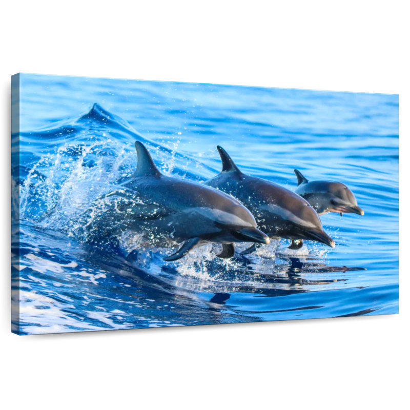 Crowle Surfing Dolphins
