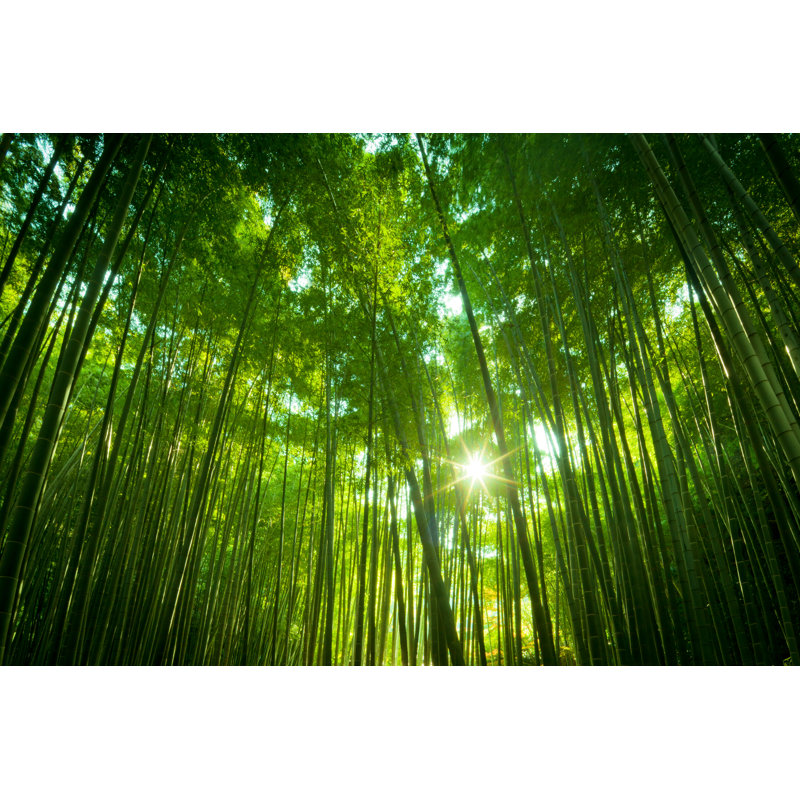 Asian Bamboo Forest par Nikada, H 12 po x l 18 po