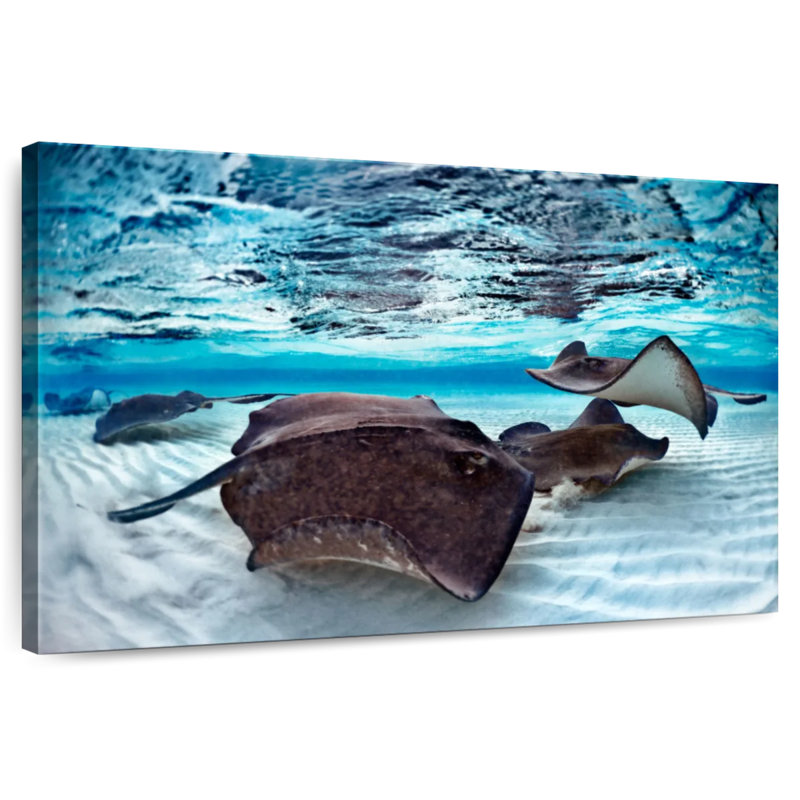 Brampt Stingrays Sea Life, 8" H x 12" W