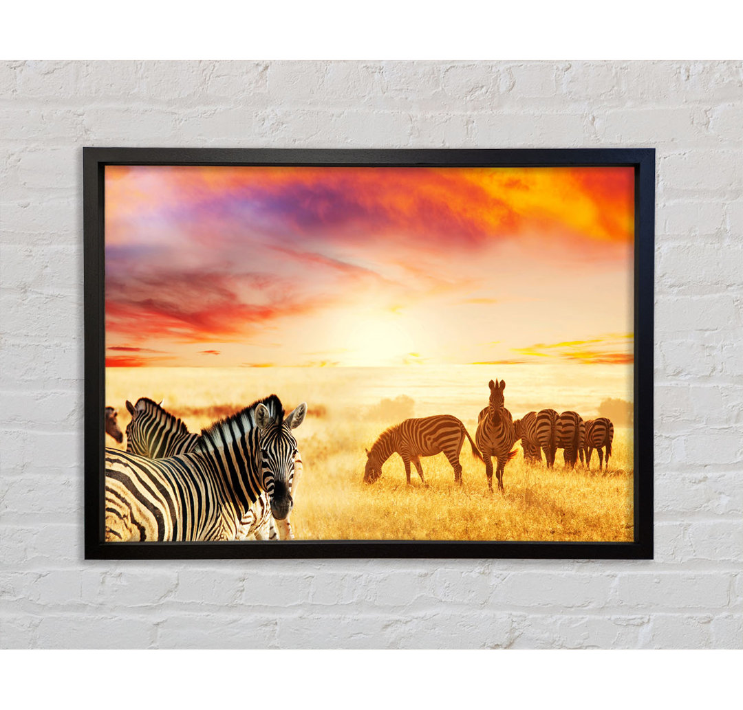 Zebra Sunset Safari - Einzelne Bilderrahmen Kunstdrucke auf Leinwand