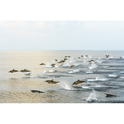 Dolphins Hunt At Sunset In The Tropical Sea. by Elena Malysheva - Wrapped Canvas Print
