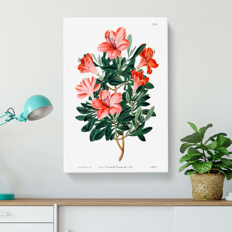 Chinese Azalea - Wrapped Canvas, 50cm H x 35cm W x 3cm D
