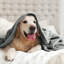 Plush Mink Fleece Blanket – Ultra-Soft, Lightweight Throw For All Seasons-113714311-113714322