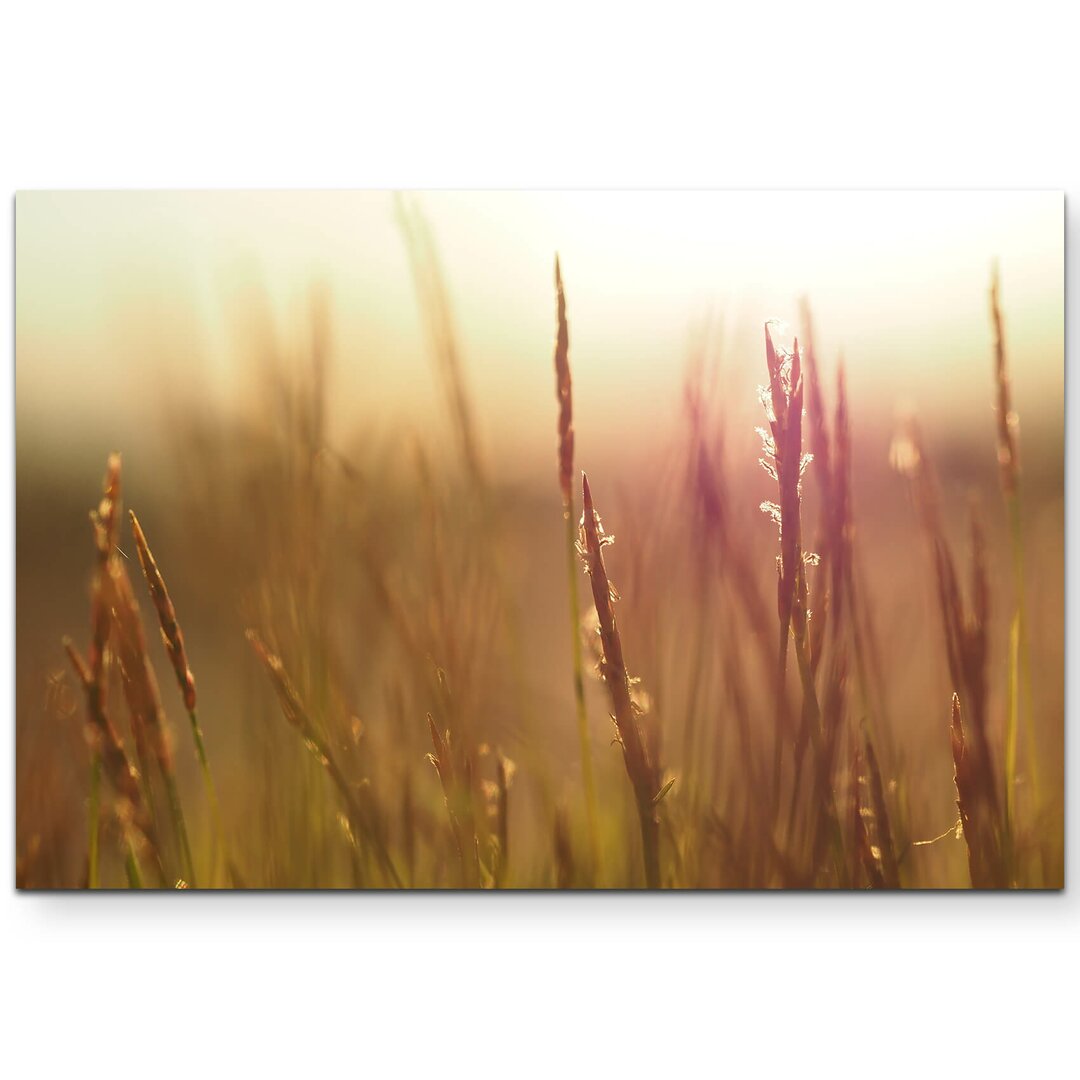 Leinwandbild Grass im Sonnenlicht