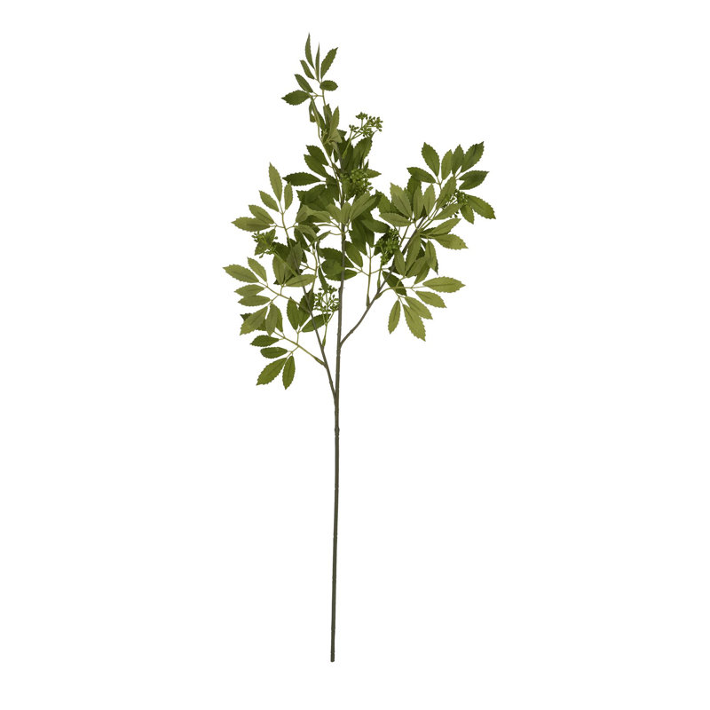 Anastasija Arrangement