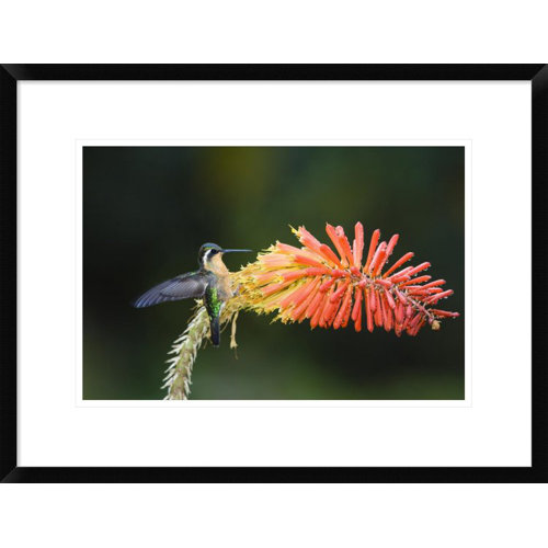 Global Gallery 'purple-throated Mountain-gem Hummingbird Female' Framed 