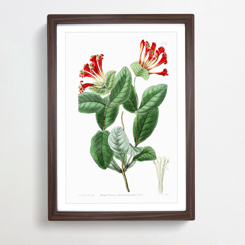 Honeysuckle Flower - Picture Frame Painting Print, 36cm H x 27cm W x 2cm D, Walnut Framed
