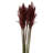 Zellmer 36'' H Preserved Plume Reed Bundle-1314829003