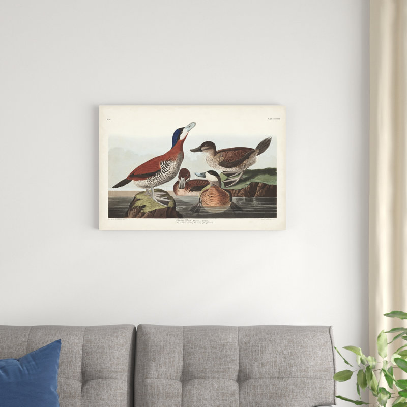 Pl 343 Ruddy Duck, H 20 po x l 30 po