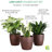 Live Low Light Houseplant Set of 3-70535089