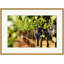 Ripening Grapes 2 Print by Nathan Turner