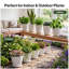Plant Stand
