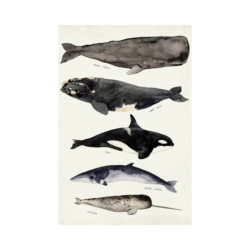 Whale Chart I by Victoria Barnes - Wrapped Canvas Painting, 101.6 cm H x 66.04 cm W x 3.175 cm D