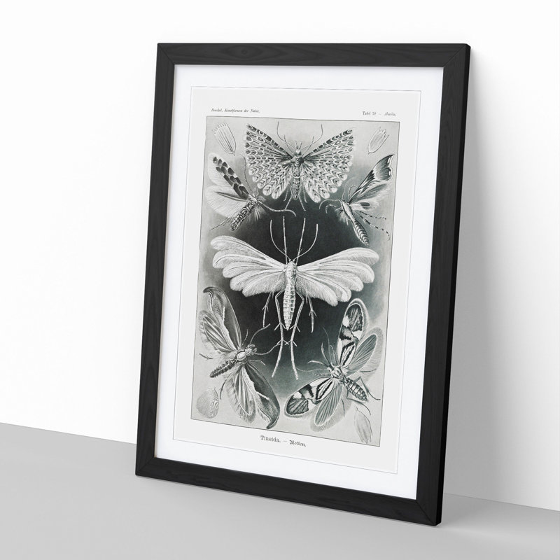 Butterflies Winged Insects by Ernst Haeckel - Picture Frame Painting, Black Framed, 36cm H x 27cm W x 2cm D