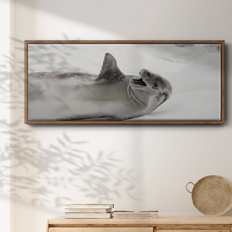 Laughing Seal- Framed Canvas