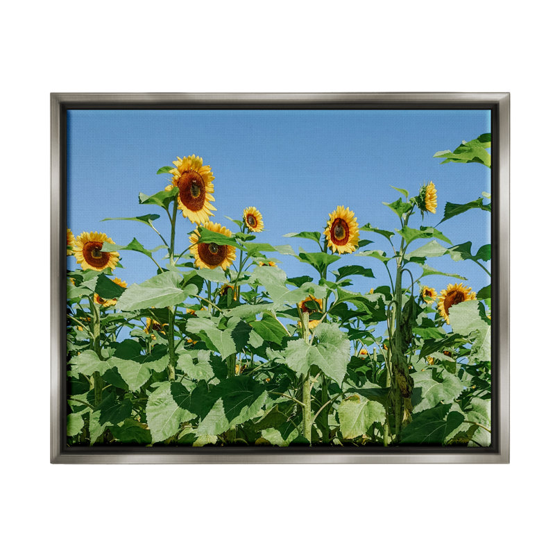 " Tranquil Country Sunflower Meadow Sunny Daytime Blooms " by Kali Wilson, 25" H x 31" W x 1.7" D, Lustre Grey Floater Frame
