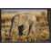 Bless international African Elephant Baby, Kenya Framed On Canvas Print ...