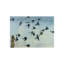 Sparrows Print by Chelsea Art Studio-25707326-25707325