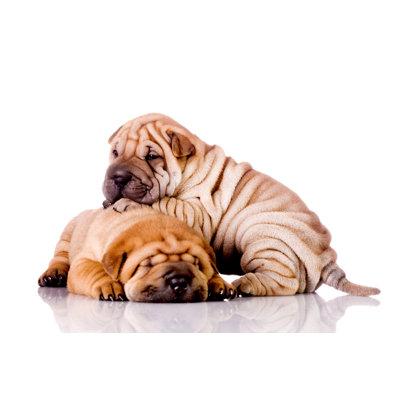 " Shar Pei Dogs " by Kokimk