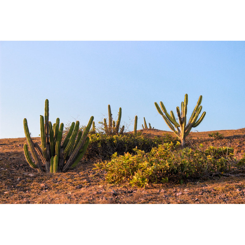 Caatinga Vegetation - Wrapped Canvas Print, 81cm H x 122cm W x 3.8cm D