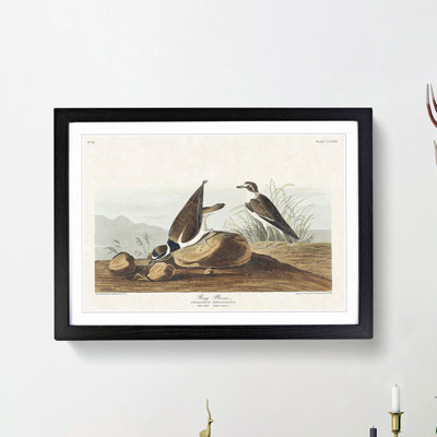 Ring Plover Birds by John Audubon - Picture Frame Painting Print