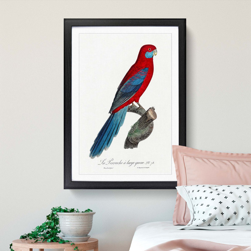 Crimson Rosella Parrot by F. Levaillant - Picture Frame Painting Print, Black Framed, 36cm H x 27cm W x 2cm D