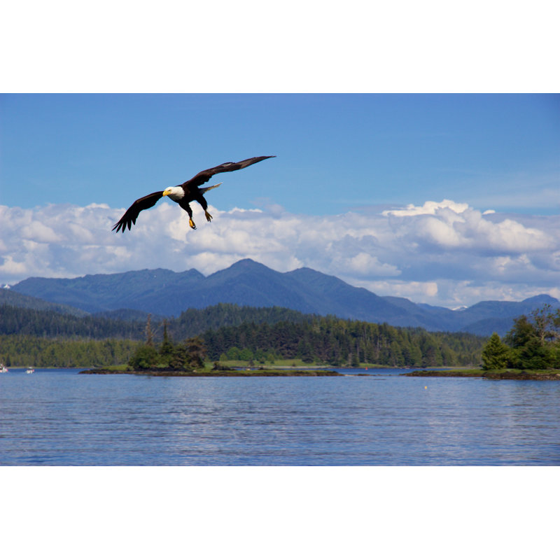 Bald Eagle Flying by Katyenka - Wrapped Canvas Print, 30cm H x 46cm W x 3.8cm D
