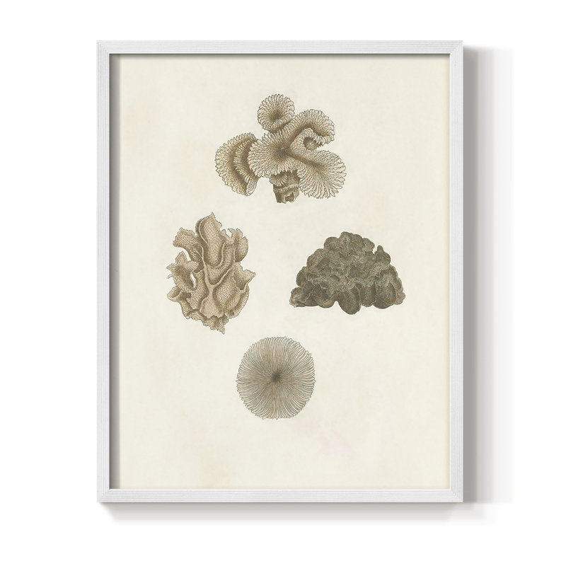 Knorr Shells & Coral VIII Framed Print - Solid Wood, White Single Picture Framed, 10" H x 8" W