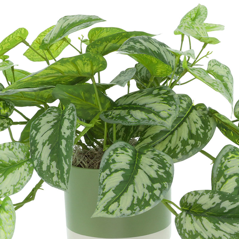 Scindapsus en pot en céramique