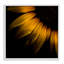 Tournesol avec gouttelettes encadrées, estampe numérique, design par Brian Carson-2103554030-2103554026