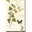 Ivies and Ferns IV Crop - peinture-1838413773-1818472308