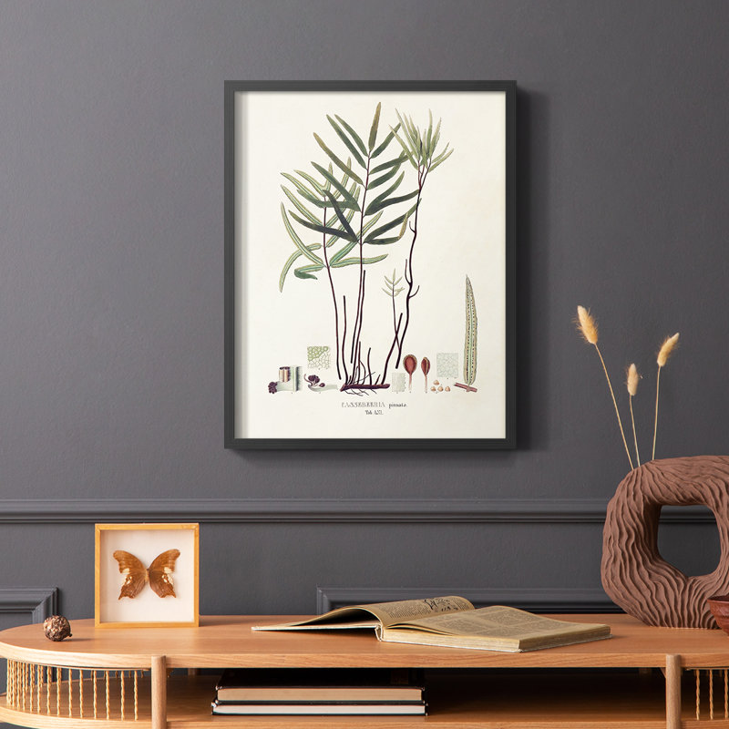 «Botanical Society Ferns X», reproduction encadrée - bois massif, Noir, H 28 po x l 22 po
