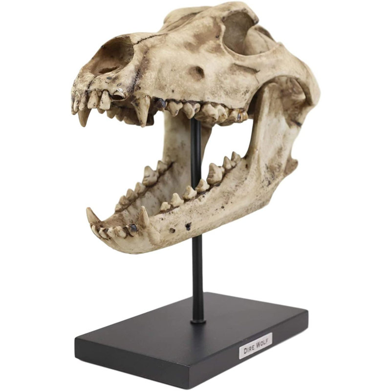 Faux taxidermie réplique crâne et dents