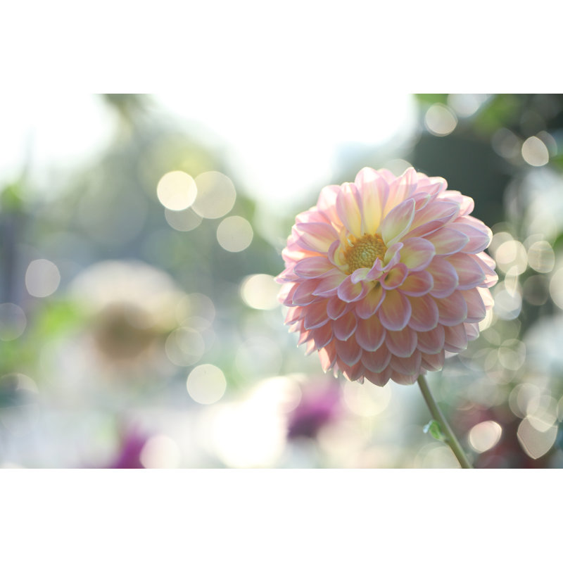 Printemps, fleur rose - photographie sur toile tendue, H 8 po x l 12 po