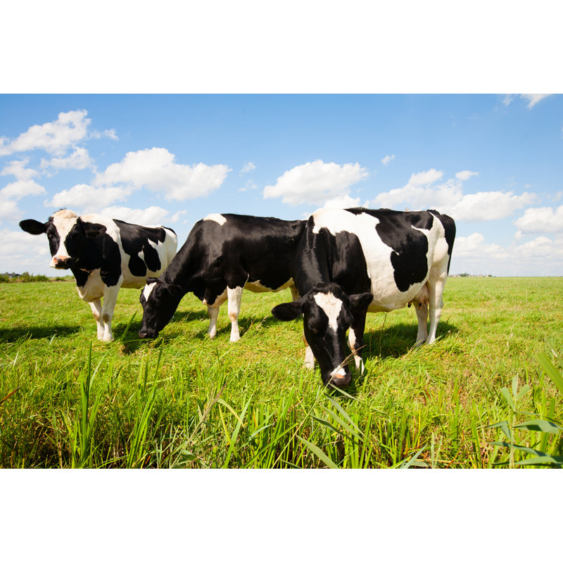 Vaches hollandaises - photographie sur toile tendue, H 32 po x l 48 po