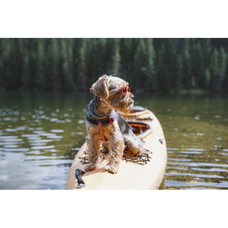 Cute Little Dog Sitting On A Kayak Boat In Lake And Waiting. by ArtistGNDphotography - No Frame Print on Canvas