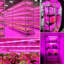 YHSNFJING Grow Light