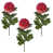 Rose est en rupture de stock