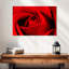 Harnek, gros plan d'une rose rouge-108730490
