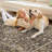5x7 ft Vintage Washable Accent Rug for Bedroom - Boho Floral Medallion Print Carpet. Cut Velvet Pile. Non-Slip TPR Backing. Machine Washable. Brown Coffee-1253215170-1253215171